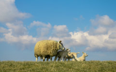 Texel Urlaub mit Schafen